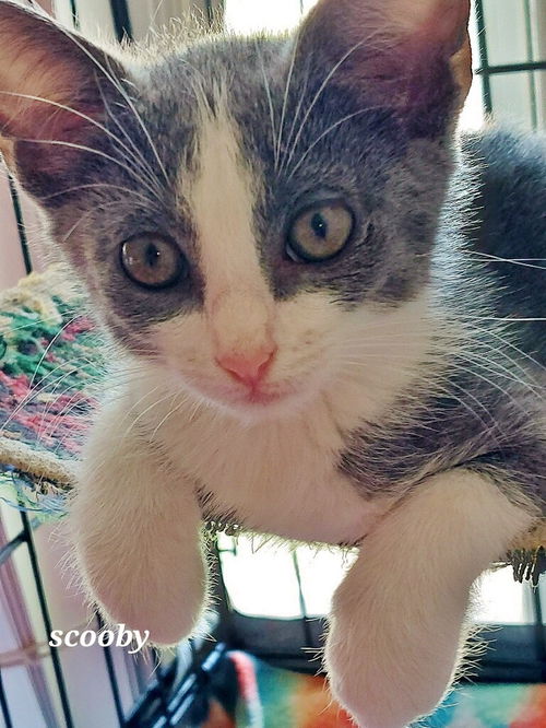 Scooby the Manx