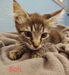Bobbi