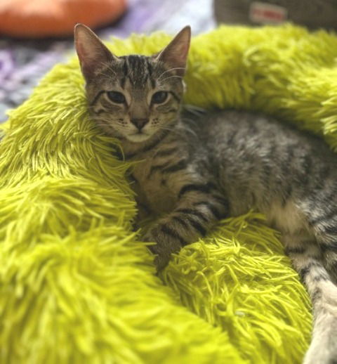 Jasper