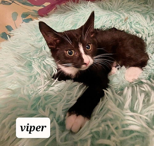 Viper
