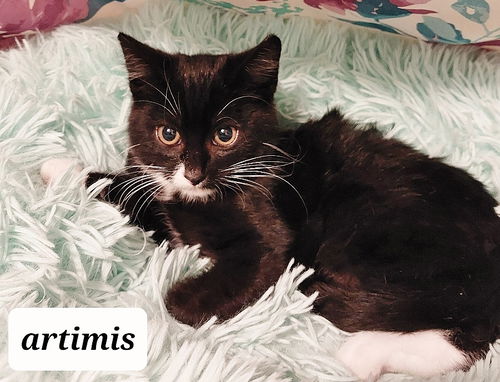 Artimis