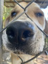 PRI the loving Dog