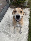 PRI the loving Dog