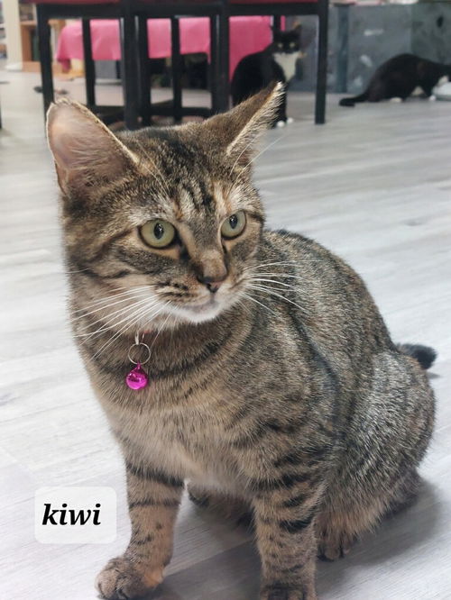 Kiwi