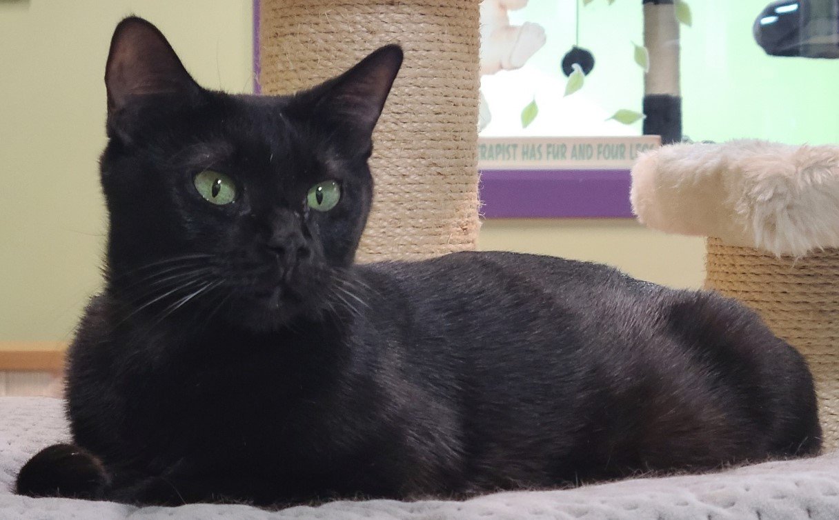 adoptable Cat in Orlando, FL named Sheba
