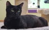 adoptable Cat in orlando, FL named Sheba