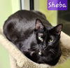 Sheba