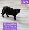 Sheba