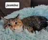 Jasmine the Kitten