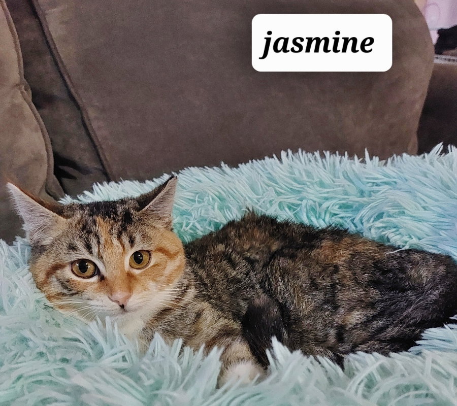 Adopt Jasmine the Kitten from catscan inc in Oviedo Fl!