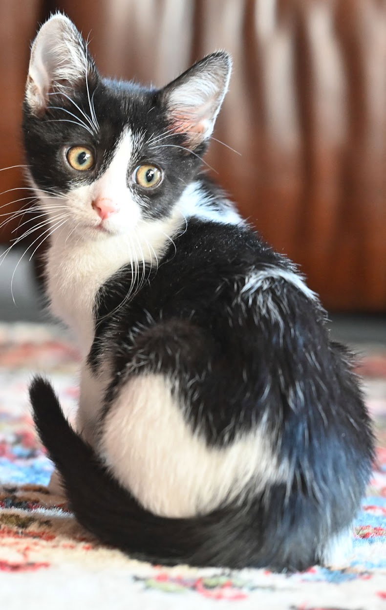 Cats for Adoption in Cocoa Beach, Florida Alpha Paw