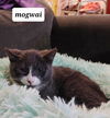 Mogwai