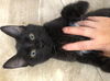 Mochi
