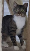 Loki