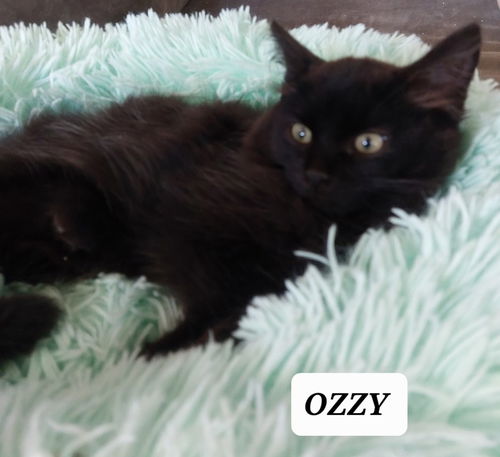 Ozzy