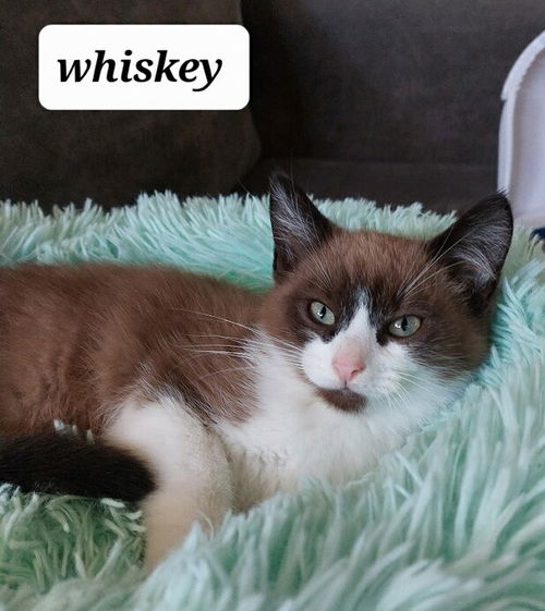 Whiskey