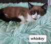 Whiskey