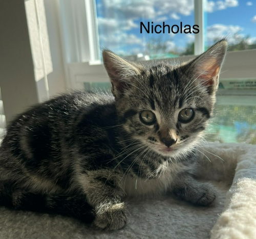 Nicholas