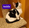 Toddle