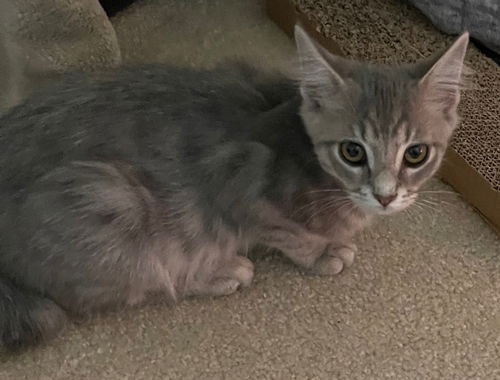 Niko the Manx