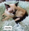 Mocha the Chocolate/Seal Point Siamese