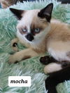 Mocha the Chocolate/Seal Point Siamese