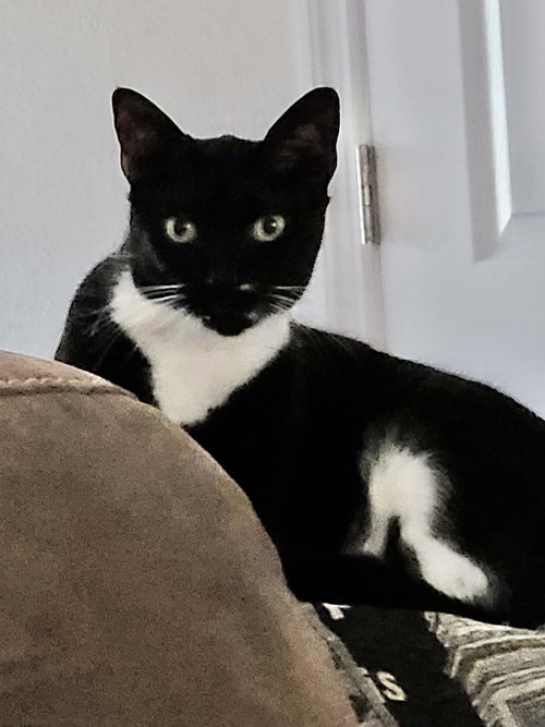 Bill the Handsome Tux