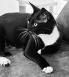 Bill the Handsome Tux