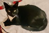 Bill the Handsome Tux