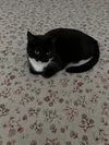 Lizzy aka Momma Girl