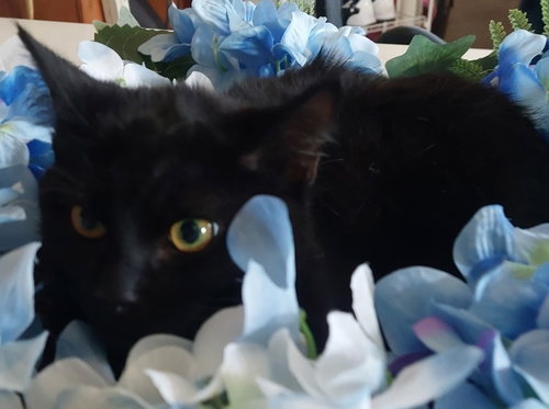 Preto