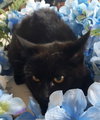 Preto