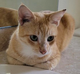 Mimosa