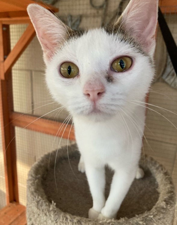 Adopt Lulu from catscan inc in Oviedo Fl!