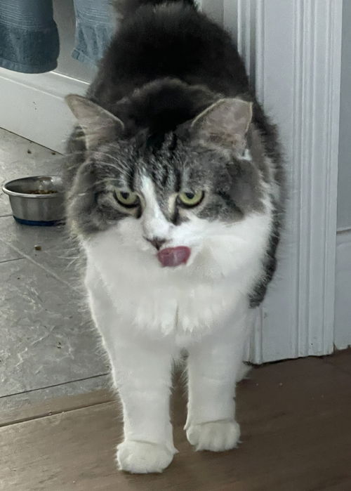 Bella