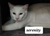 Serenity