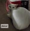 Falkor