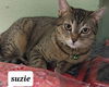 Suzie