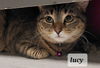 Lucy