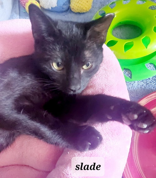 Slade