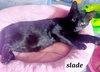 Slade