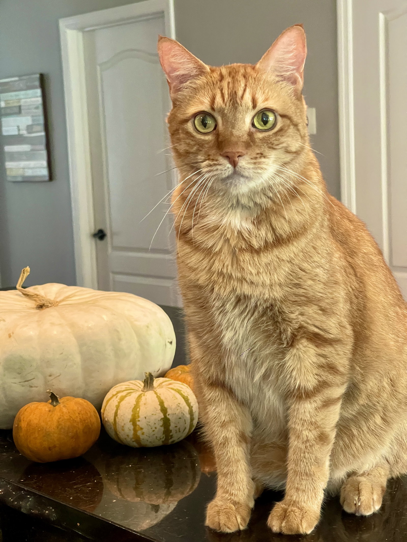 Adopt Tigger the Declawed Boy from catscan inc in Oviedo Fl!