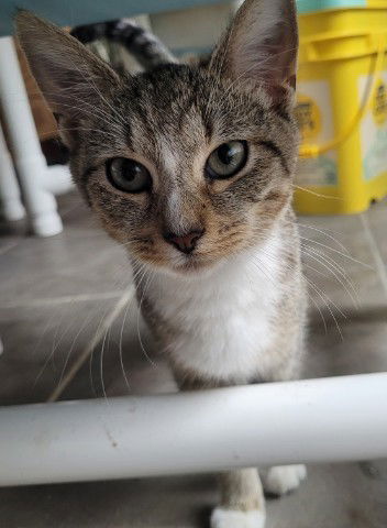 Cleopatra