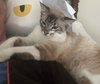Max the Lynx Point Siamese