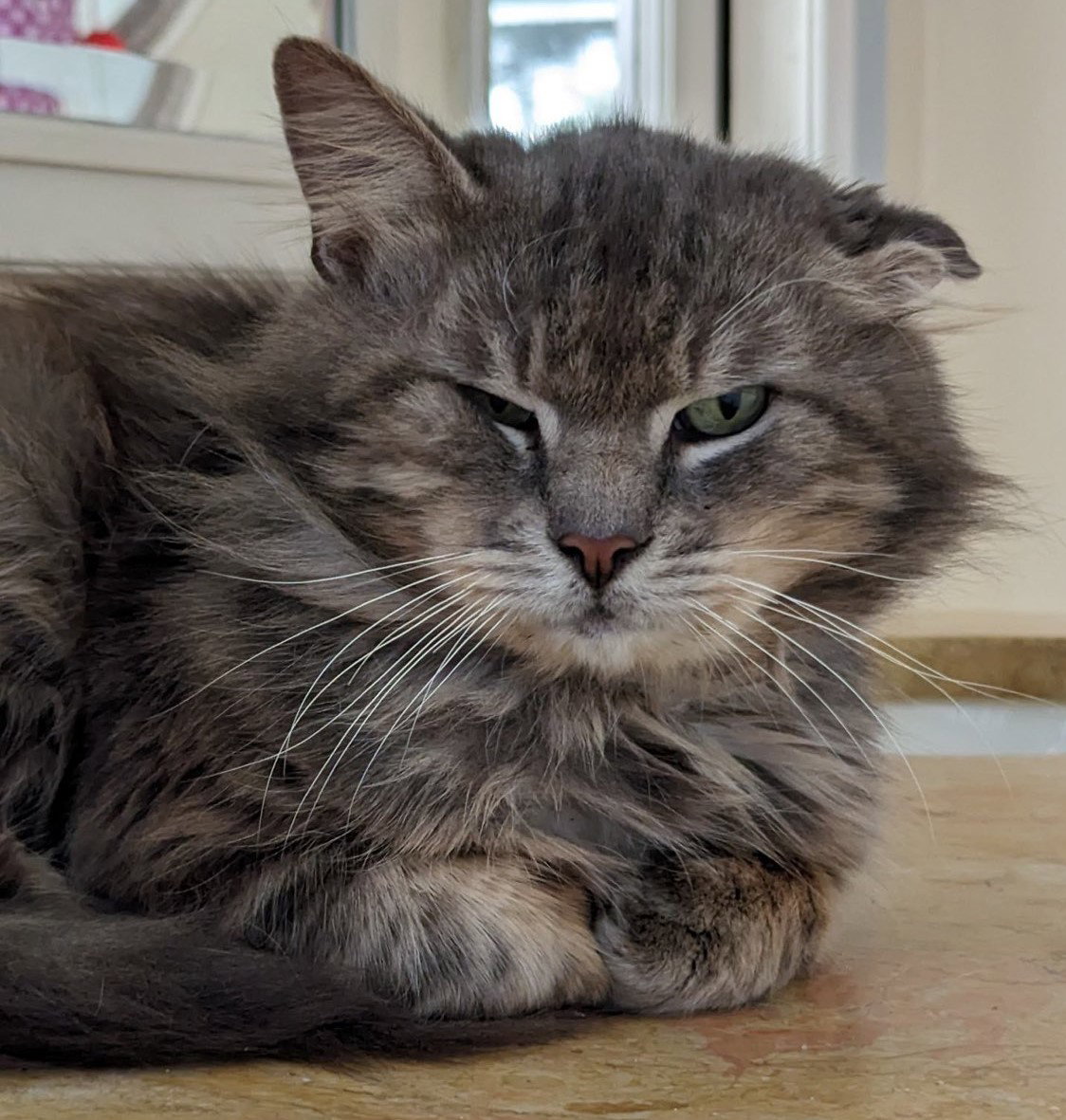 Adopt Rocky the Declawed Gent from catscan inc in Oviedo Fl!
