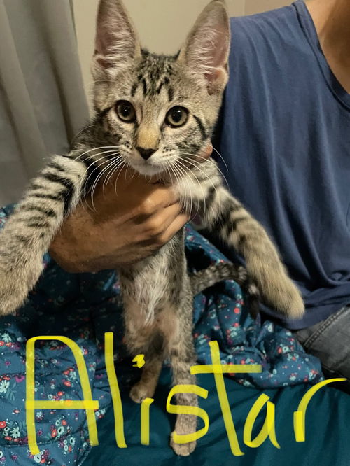 Alistar