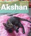 Akshan the Handsome, Playful Boy