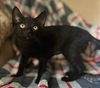 Artemis