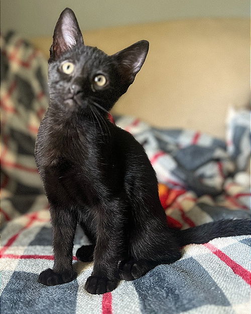 Apollo