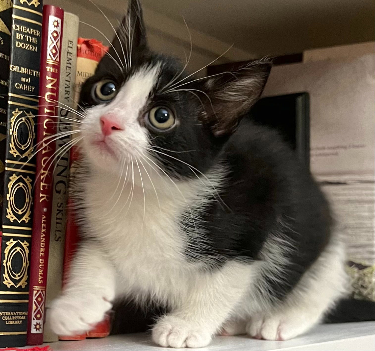 Cats for Adoption in Cocoa Beach, Florida Alpha Paw